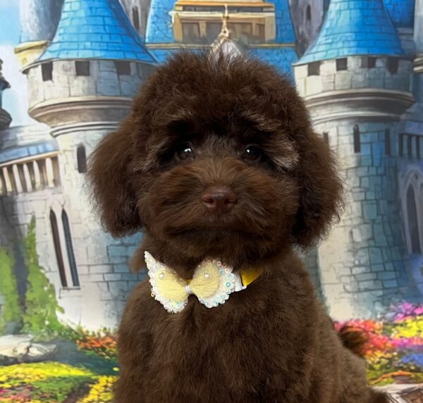 Franko Toy Poodle