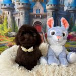 Franko-male-toy-poodle-puppy-for-sale- (7)