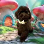 Franko-male-toy-poodle-puppy-for-sale- (8)