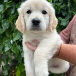 Zitta Golden Retriever