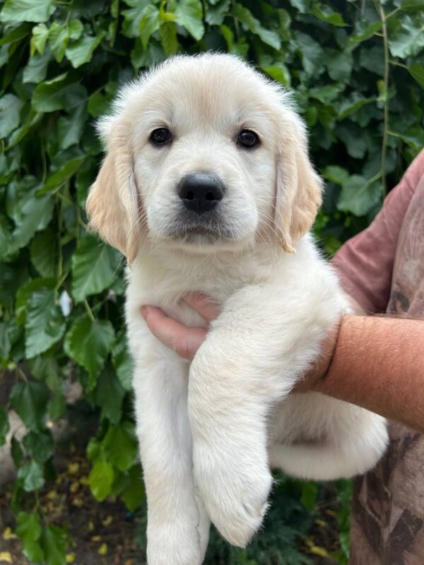 Funia Golden Retriever Funia Golden Retriever