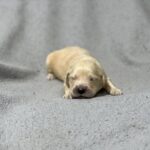 Gilroy Golden Retriever