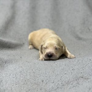 Gage Golden Retriever