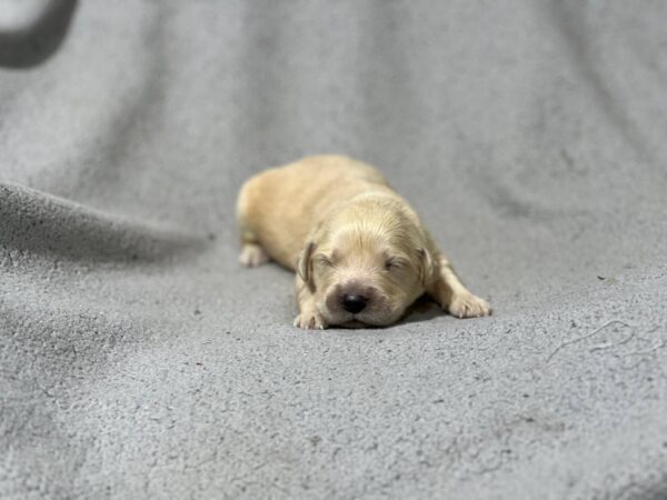 Gage Golden Retriever