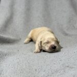 Gage-male-Golden-Retriever-puppy-for-sale-2