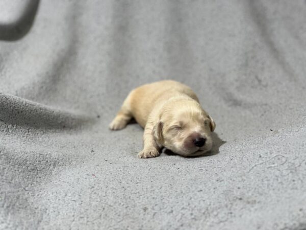 Gage Golden Retriever