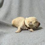 Gage-male-Golden-Retriever-puppy-for-sale-3