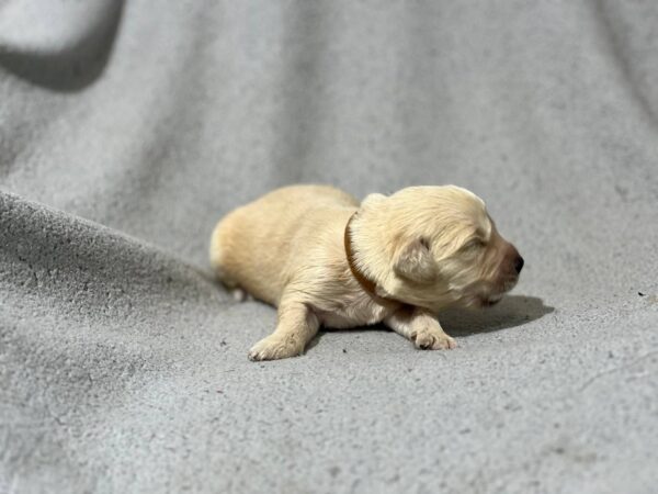 Gage Golden Retriever