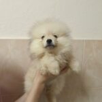 Garrett-male-pomeranian-puppy-for-sale-1 (1)