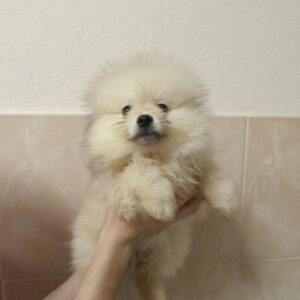 Garrett Pomeranian Garrett Pomeranian