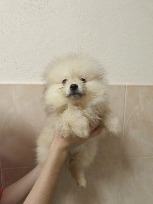 Garrett Pomeranian Garrett Pomeranian