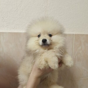 Garrett Pomeranian Garrett Pomeranian