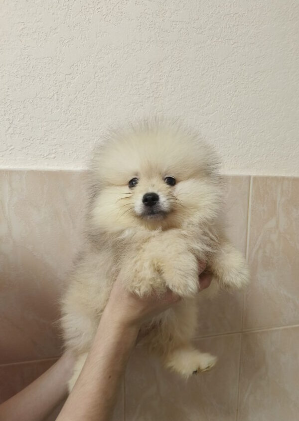 Garrett Pomeranian Garrett Pomeranian