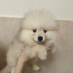 Garrett-male-pomeranian-puppy-for-sale-1 (3)