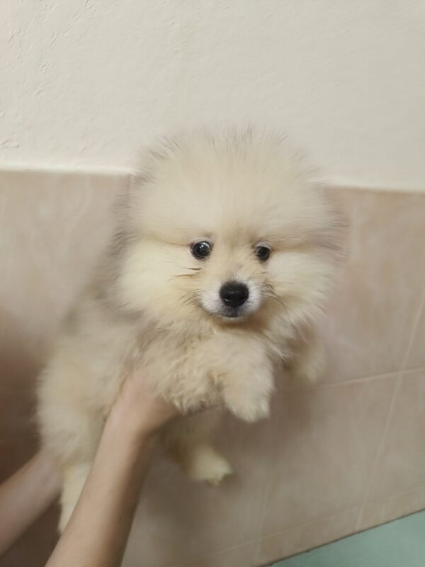 Garrett Pomeranian Garrett Pomeranian