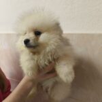 Garrett-male-pomeranian-puppy-for-sale-1 (4)