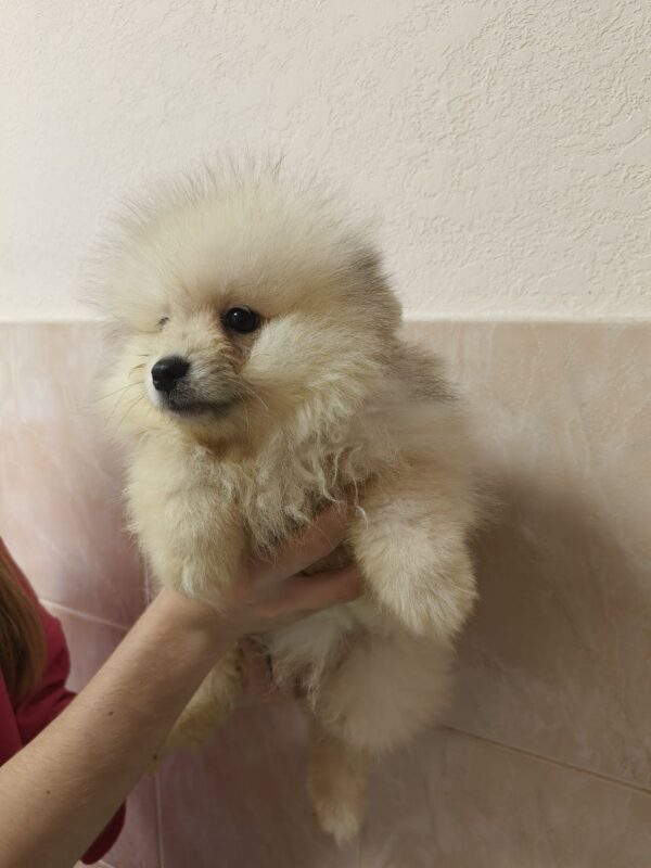 Garrett Pomeranian Garrett Pomeranian