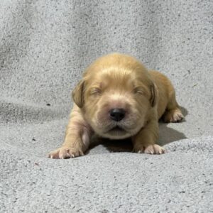 Gavin Golden Retriever