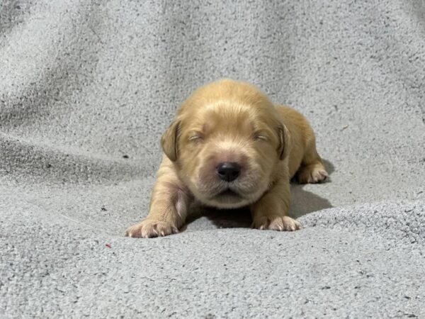 Gavin Golden Retriever Gavin Golden Retriever