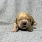 Grant Golden Retriever