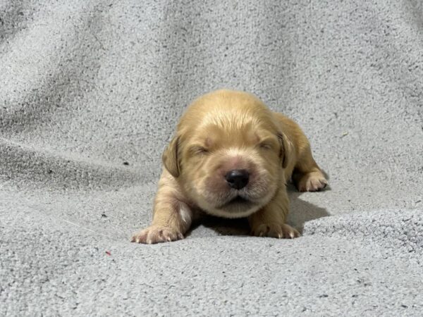 Gavin Golden Retriever Gavin Golden Retriever