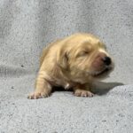 Gavin-male-Golden-Retriever-puppy-for-sale-3