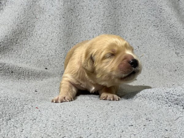 Gavin Golden Retriever Gavin Golden Retriever