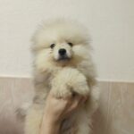 Gerry-male-pomeranian-puppy-for-sale-1 (1)