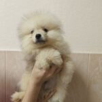 Gerry-male-pomeranian-puppy-for-sale-1 (2)