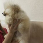 Gerry-male-pomeranian-puppy-for-sale-1 (3)
