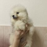 Gerry-male-pomeranian-puppy-for-sale-1 (4)