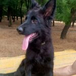 Gia-female-German-Shepherd-puppy-for-sale-1