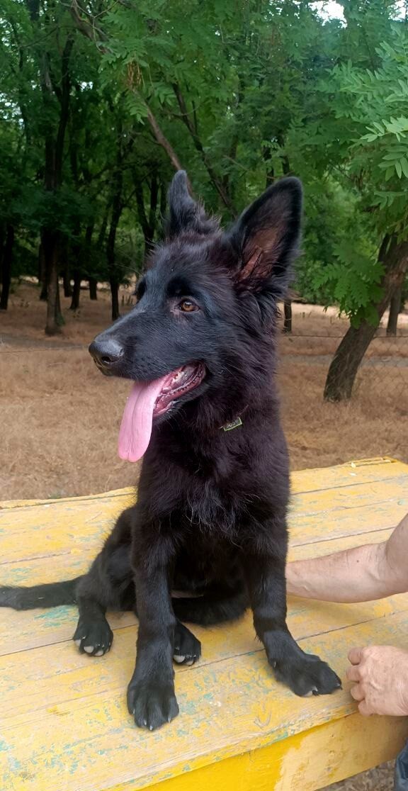 Gia German Shepherd Gia German Shepherd