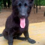 Gia-female-German-Shepherd-puppy-for-sale-2