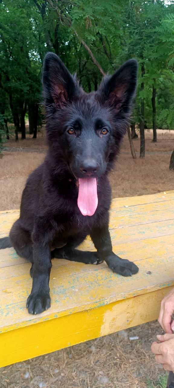 Gia German Shepherd Gia German Shepherd