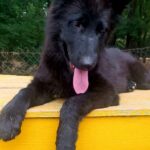 Gia-female-German-Shepherd-puppy-for-sale-3