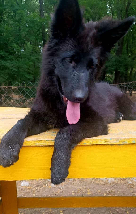 Gia German Shepherd Gia German Shepherd