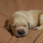 Gianna-female-Golden-Retriever-puppy-for-sale-1