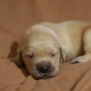 Gianna Golden Retriever