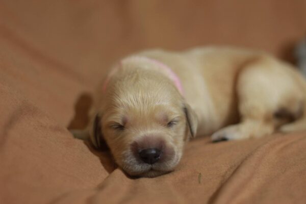 Gianna Golden Retriever