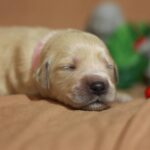 Gianna-female-Golden-Retriever-puppy-for-sale-2