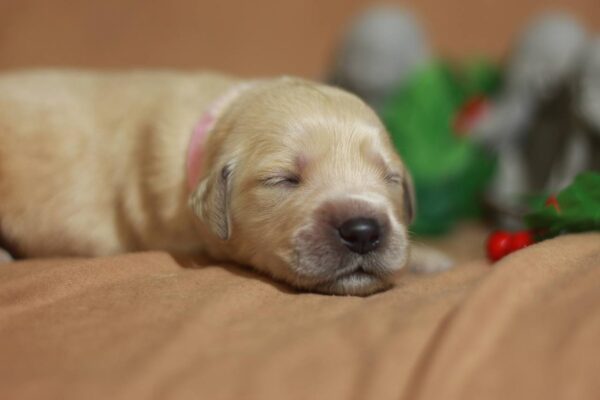 Gianna Golden Retriever