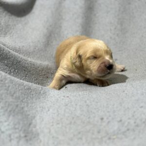 Gilroy Golden Retriever