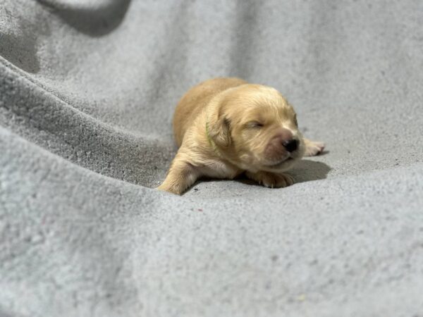 Gilroy Golden Retriever Gilroy Golden Retriever