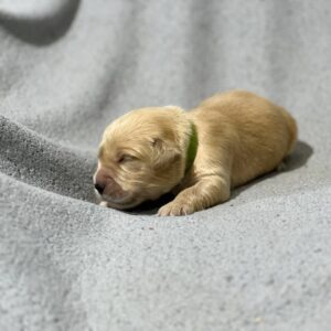 Gilroy Golden Retriever