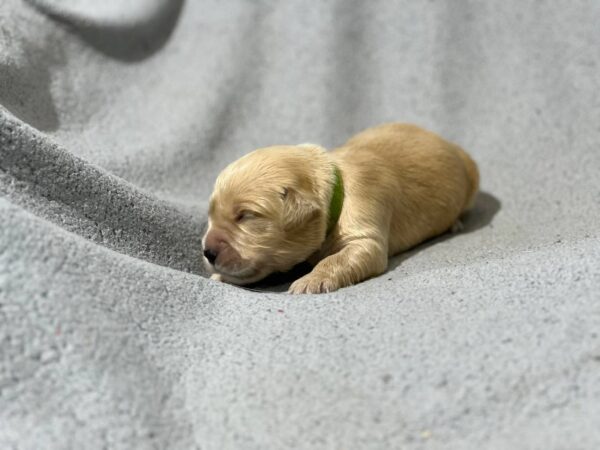 Gilroy Golden Retriever Gilroy Golden Retriever