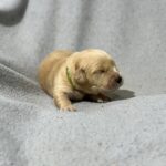 Gilroy-male-Golden-Retriever-puppy-for-sale-3
