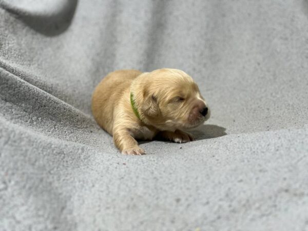 Gilroy Golden Retriever Gilroy Golden Retriever