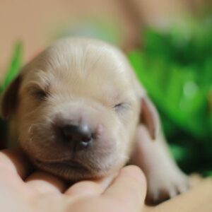 Goldie Golden Retriever