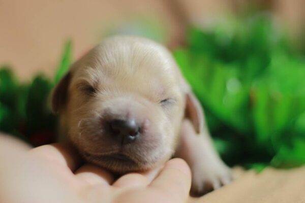 Goldie Golden Retriever